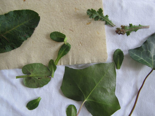 Atelier croisé, « Même la culture fait pousser les plantes ! »